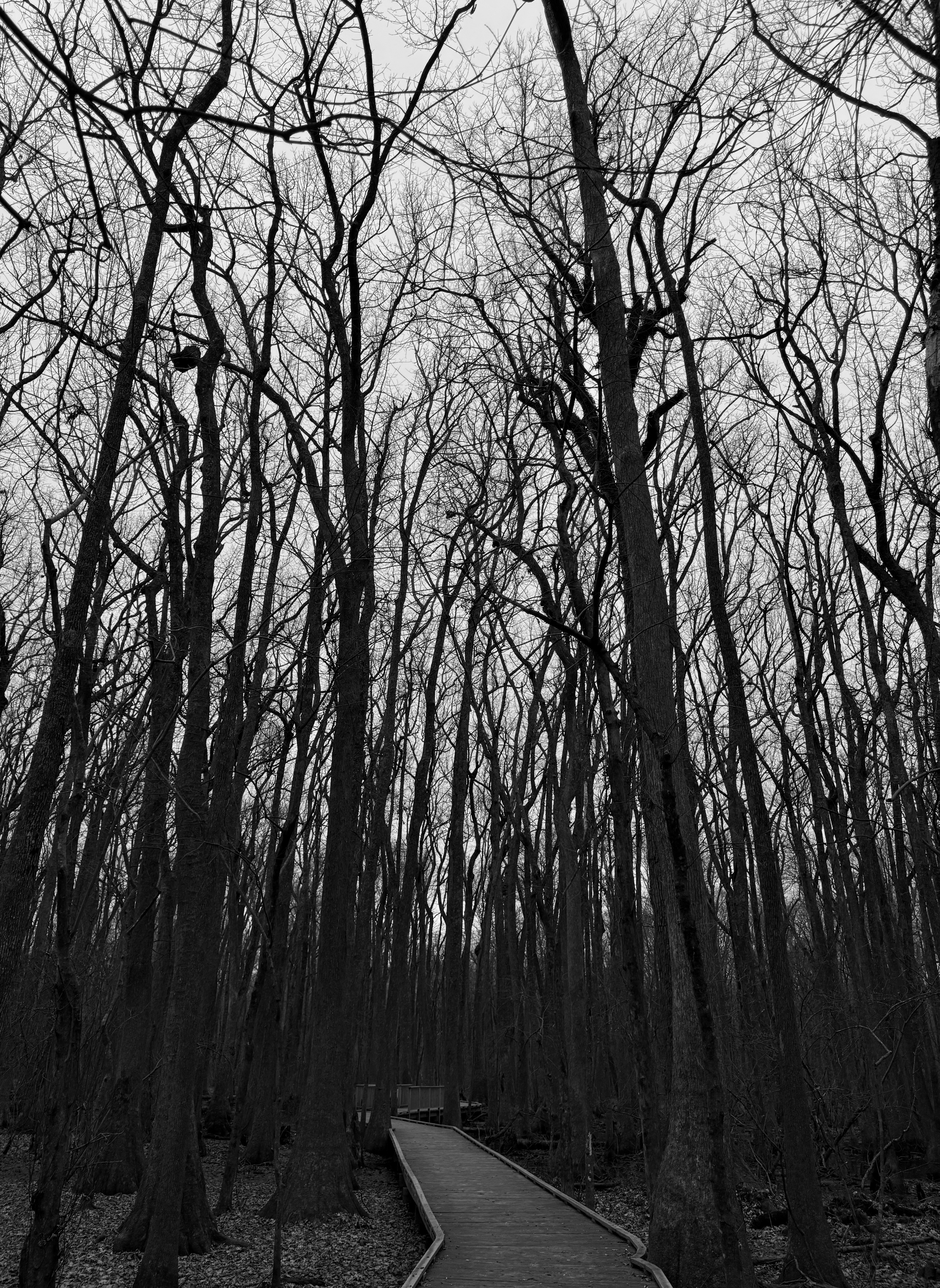 a black and white photo of leafless trees in the woods
