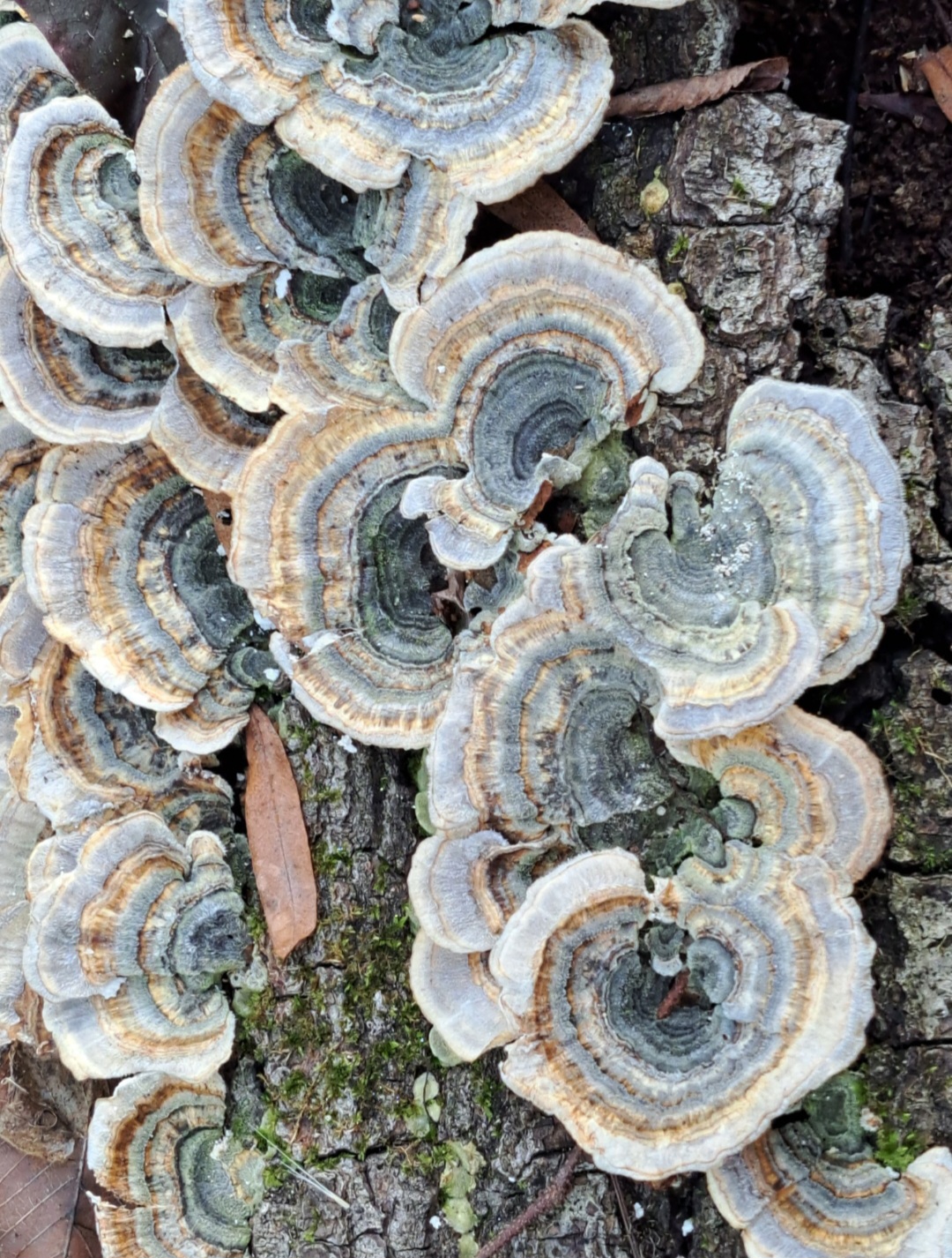 mushrooms growing on the bark of a tree