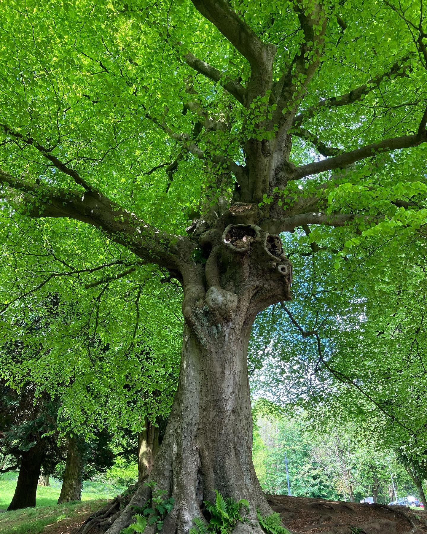 a large, twisting tree with bright green leaves