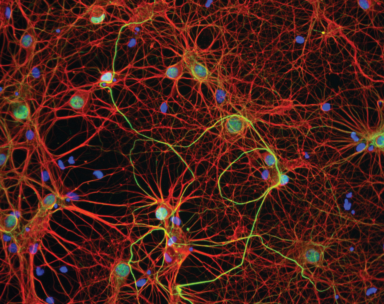 a colorful network of neurons