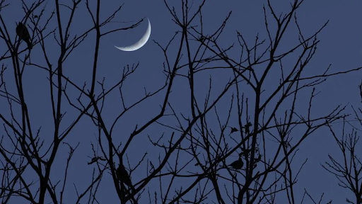 This shows a night sky with a leafless tree, a crescent moon, and birds.